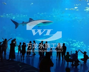喂奶魚(yú)魚(yú)缸為什么有異味